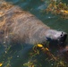 A Florida manatee feeds at MacDill