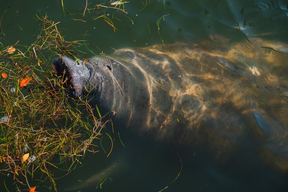 A Florida manatee feeds at MacDill
