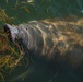 A Florida manatee feeds at MacDill