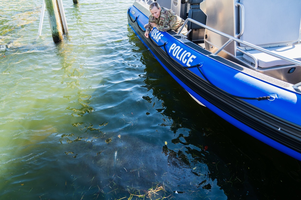 A Florida manatee feeds at MacDill