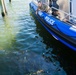 A Florida manatee feeds at MacDill