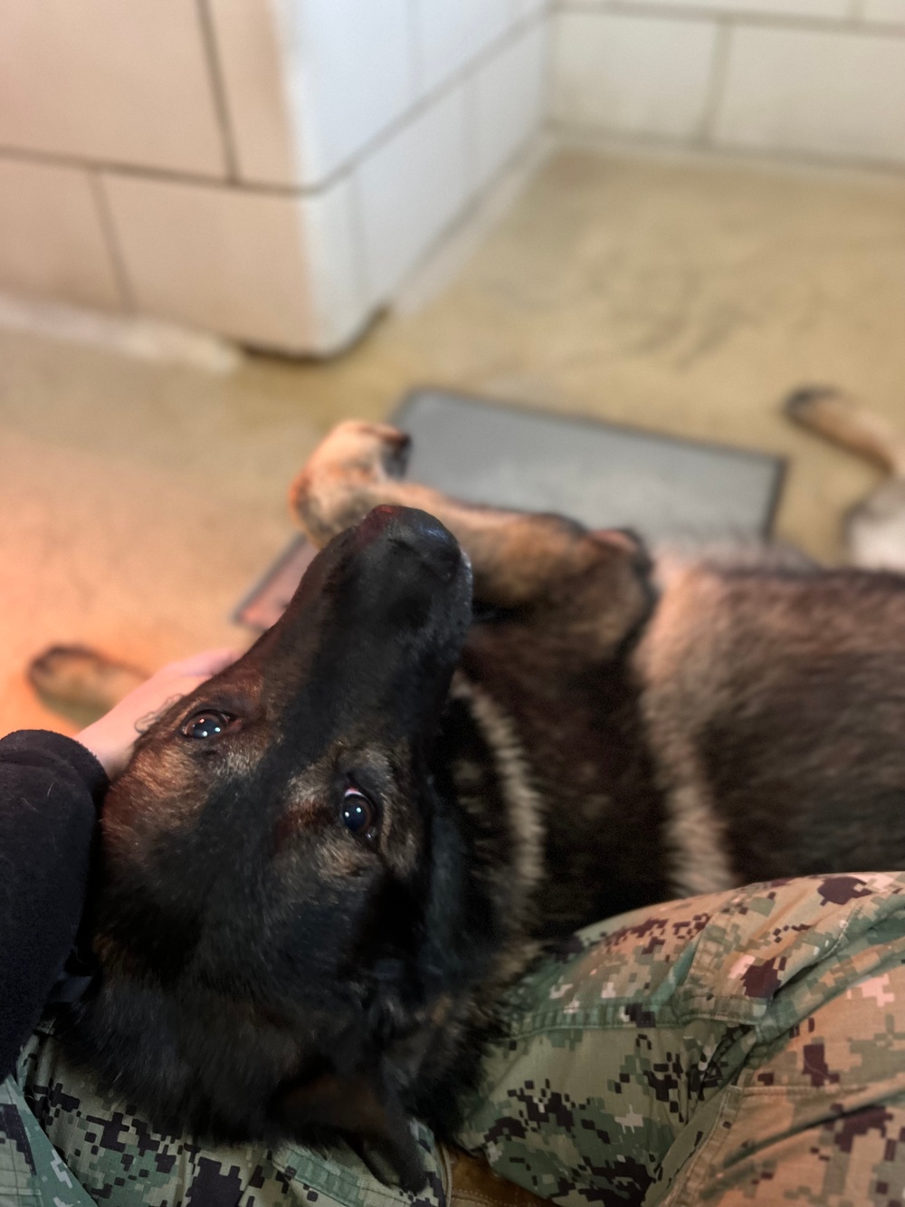 Army Explosive Ordnance Disposal officer bonds with Navy working dog on battlefield