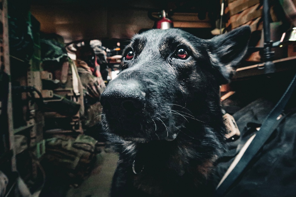 Army Explosive Ordnance Disposal officer bonds with Navy working dog on battlefield