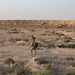 U.S. Marines with 3rd ANGLICO FINEX during Intrepid Maven