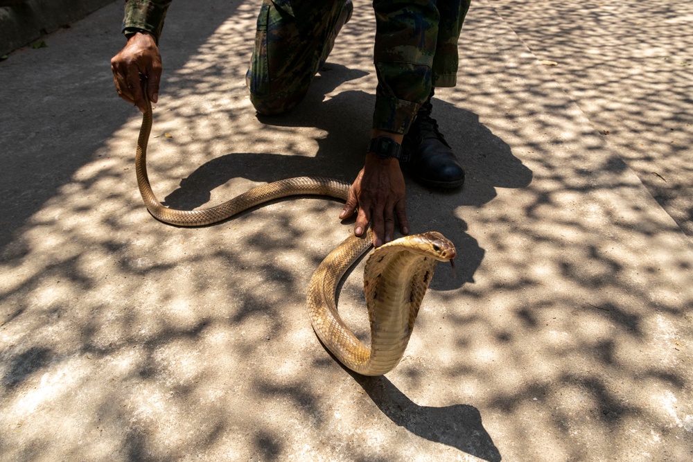 Battalion Landing Team 2/4 Cobra Gold 23 conducts Jungle Survival Training