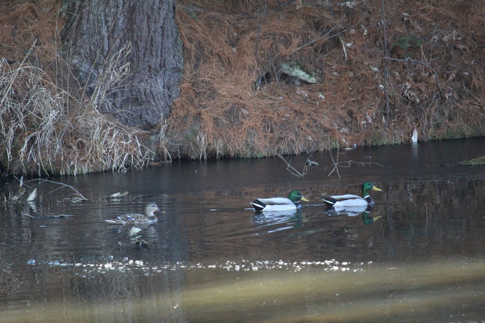 Fort McCoy wildlife