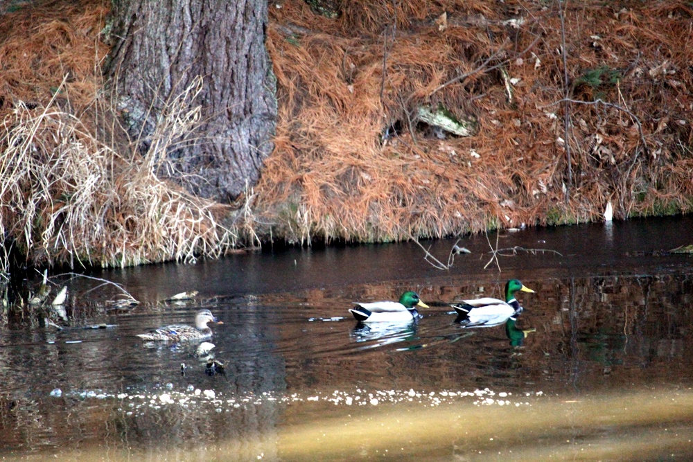 Fort McCoy wildlife