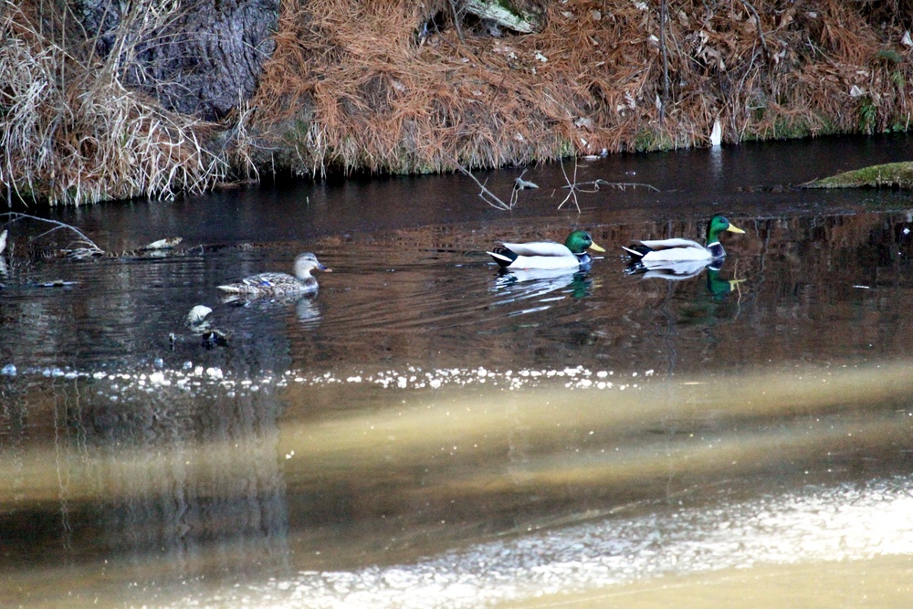 Fort McCoy wildlife