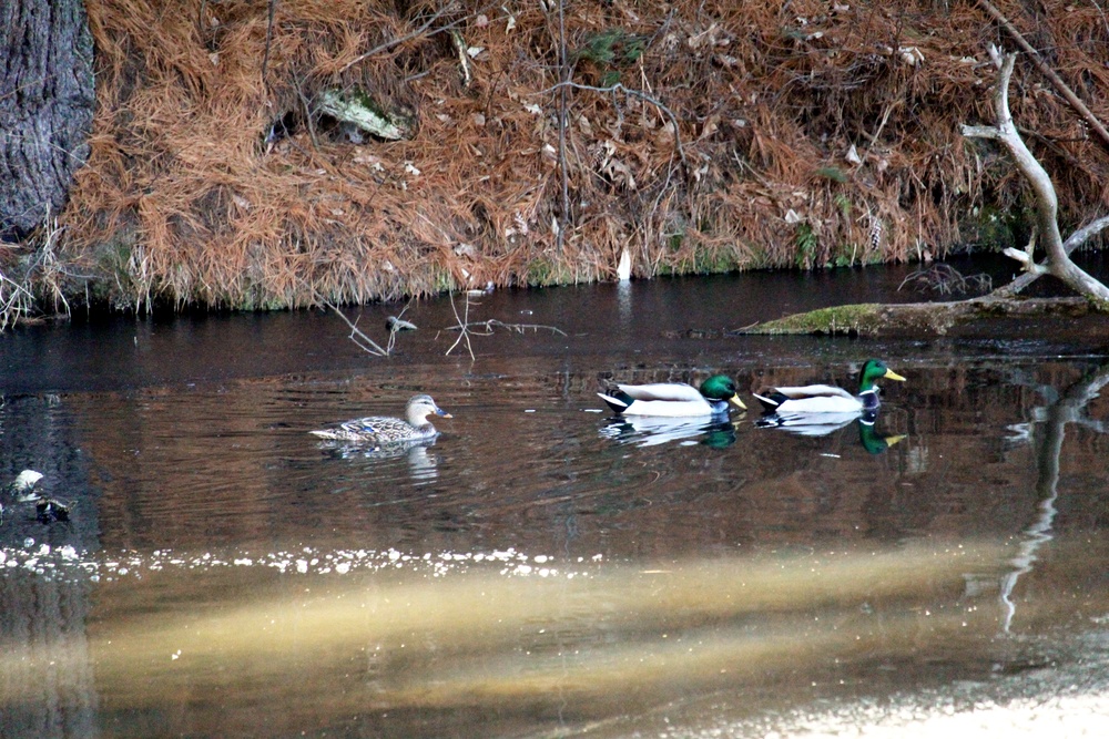 Fort McCoy wildlife