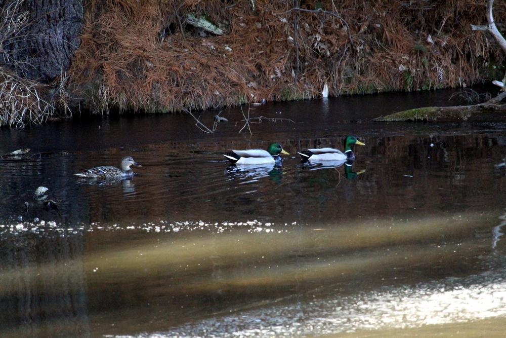 Fort McCoy wildlife