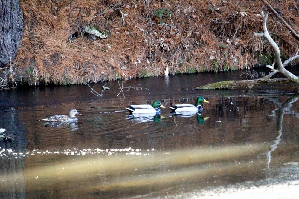 Fort McCoy wildlife