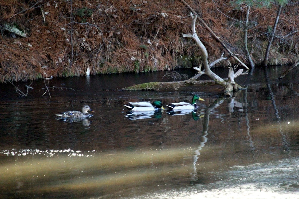 Fort McCoy wildlife