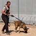 378th ESFS MWDs train on explosive detection with EOD