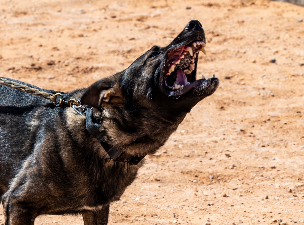 378th ESFS MWDs train with EOD