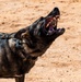 378th ESFS MWDs train with EOD