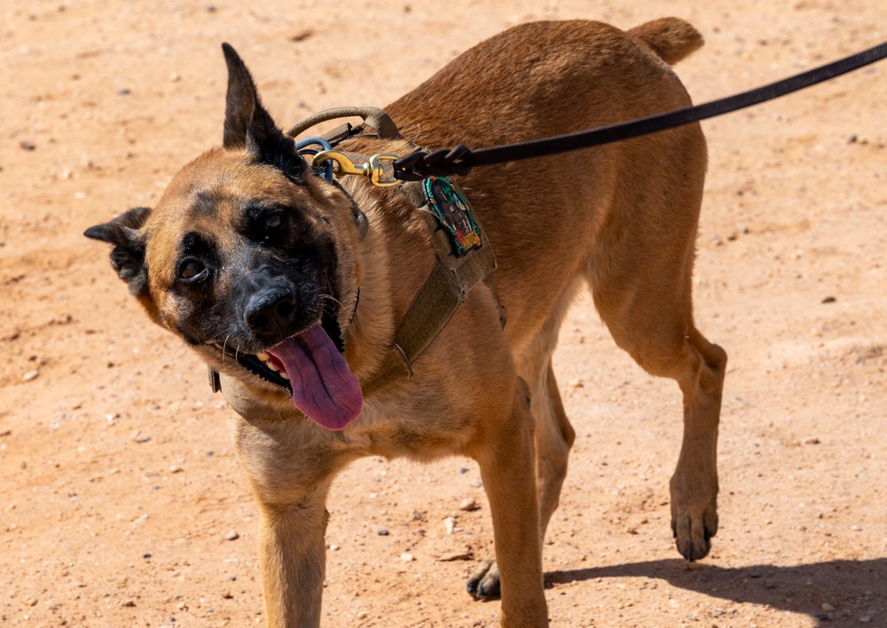 378th ESFS MWDs train with EOD