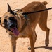 378th ESFS MWDs train with EOD