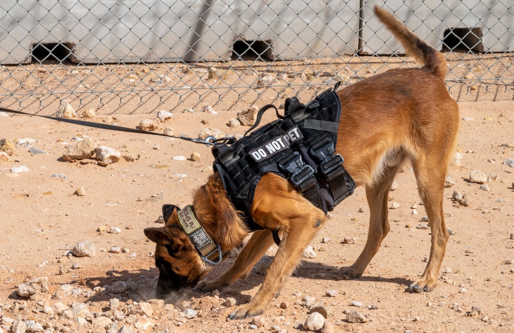 378th ESFS MWDs train with EOD