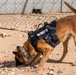 378th ESFS MWDs train with EOD