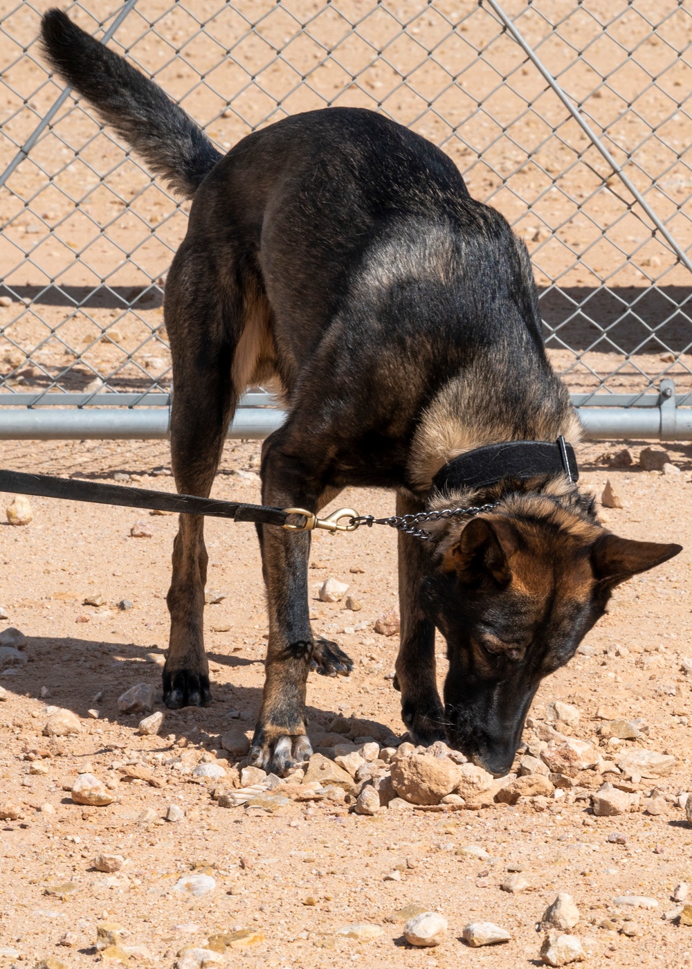 378th ESFS MWDs train with EOD