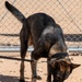 378th ESFS MWDs train with EOD