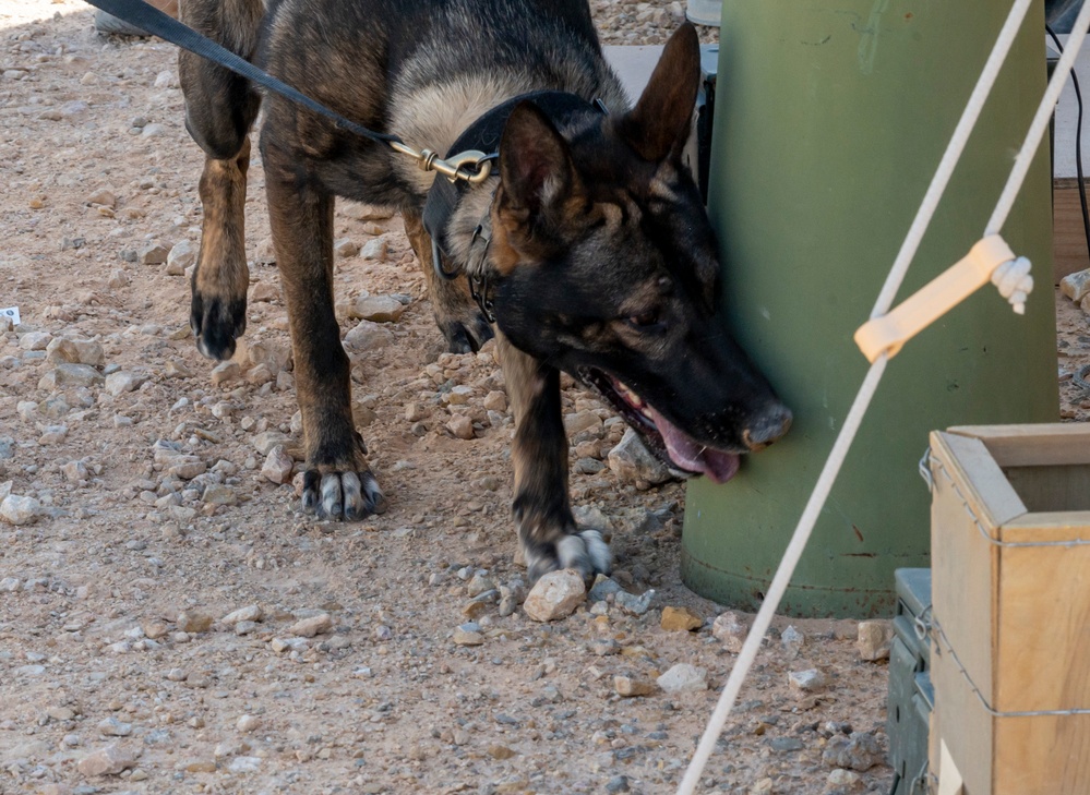 378th ESFS MWDs train with EOD