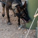 378th ESFS MWDs train with EOD