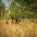 Mauritanian Armed Forces conduct Small Unit Tactics training