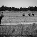 Paratroopers Participate in SPJP