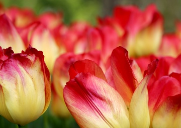 Bits of the Benelux: Dutch tulips emerge with colorful history