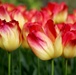 Keukenhof
