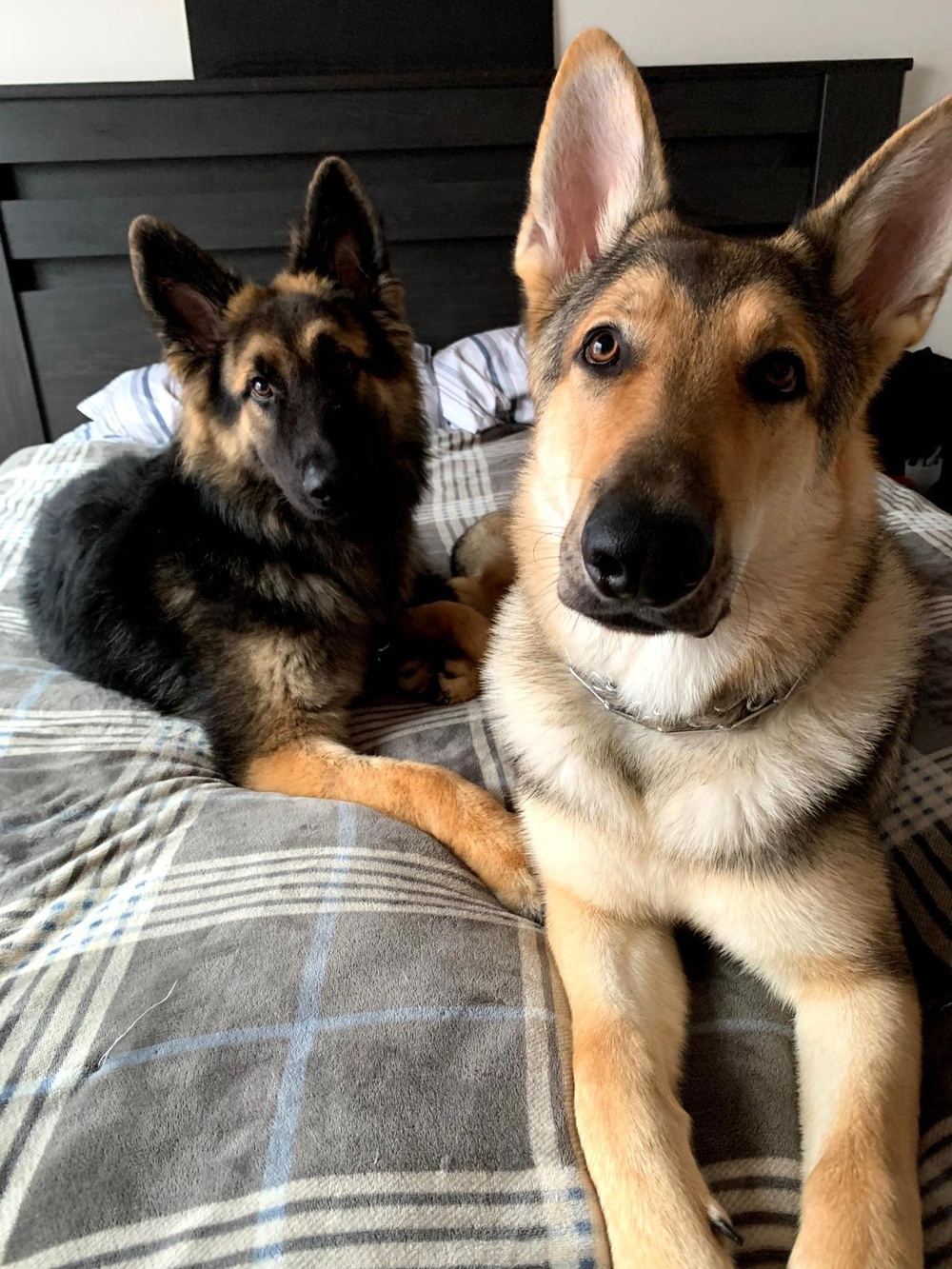Bryant's German shepherds, Waylon and Ziggy, are currently living with Bryant’s parents and grandmother in Florida while Bryant and her husband serve in the U.S. Army and Air Force in Germany.