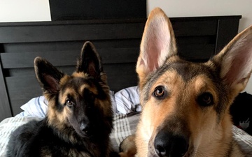 Bryant's German shepherds, Waylon and Ziggy, are currently living with Bryant’s parents and grandmother in Florida while Bryant and her husband serve in the U.S. Army and Air Force in Germany.