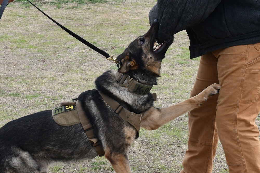 MWDs recognized for “pawsome” contributions during K-9 Veterans Day