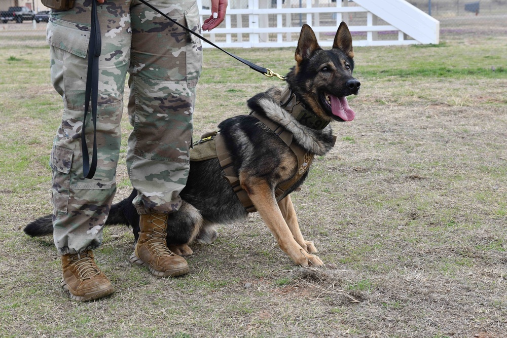 MWDs recognized for “pawsome” contributions during K-9 Veterans Day