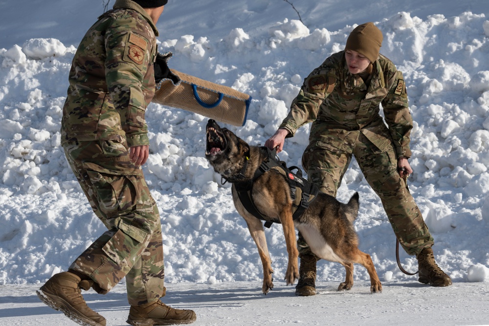 Air Force military working dog teams sharpen skills at JBER, Alaska