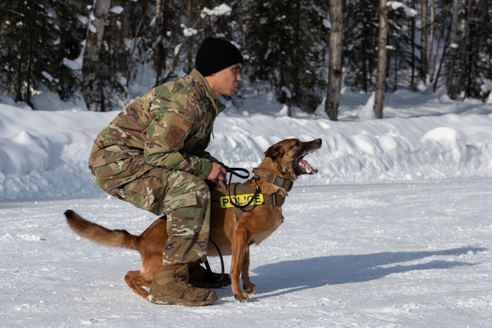 Air Force military working dog teams sharpen skills at JBER, Alaska