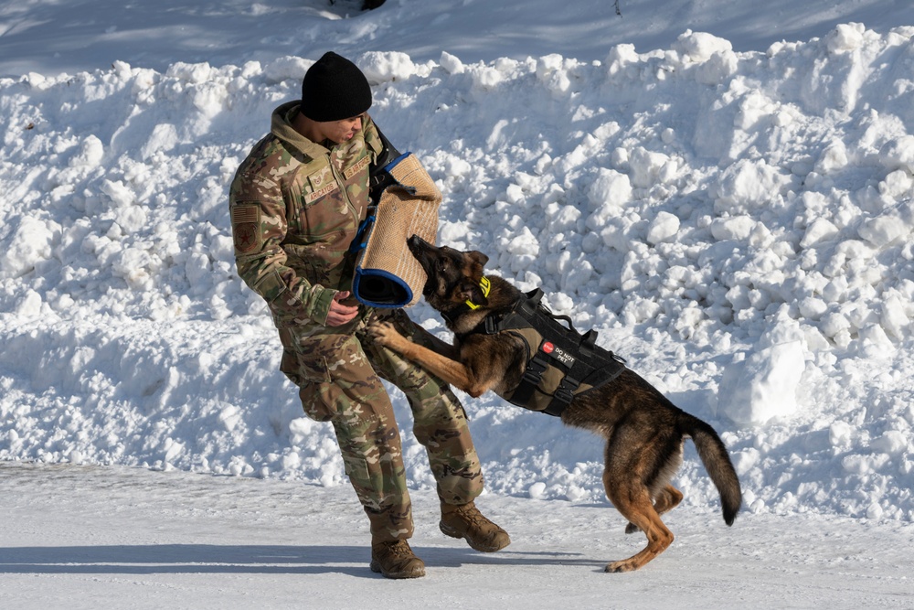 Air Force military working dog teams sharpen skills at JBER, Alaska