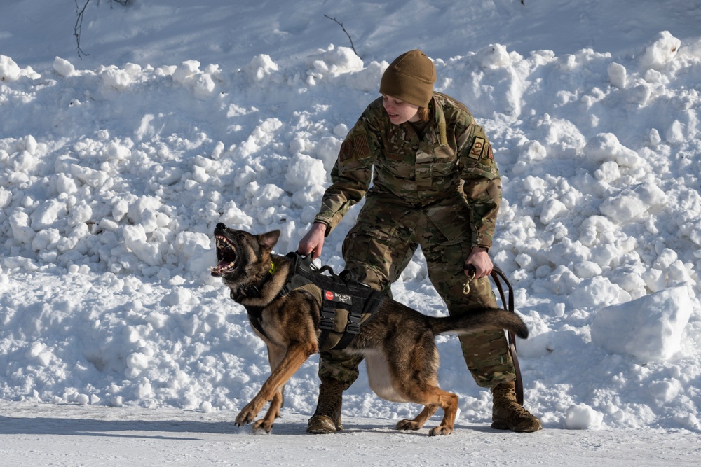 Air Force military working dog teams sharpen skills at JBER, Alaska