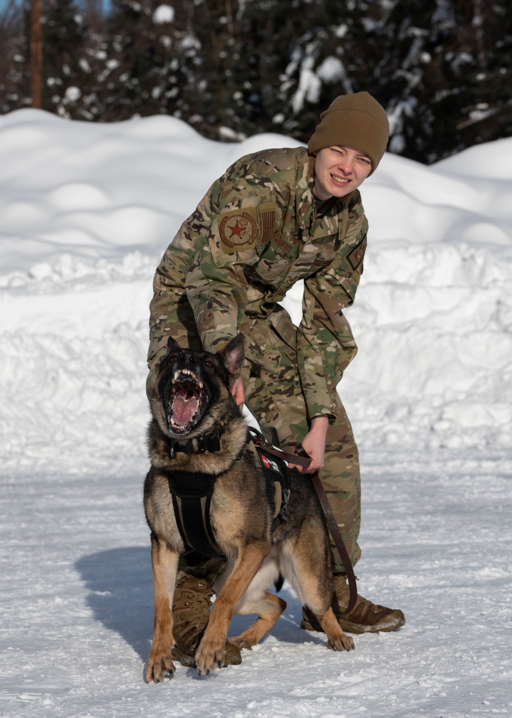 Air Force military working dog teams sharpen skills at JBER, Alaska