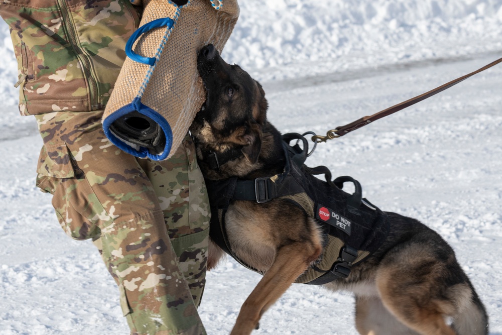 Air Force military working dog teams sharpen skills at JBER, Alaska