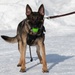 Air Force military working dog teams sharpen skills at JBER, Alaska