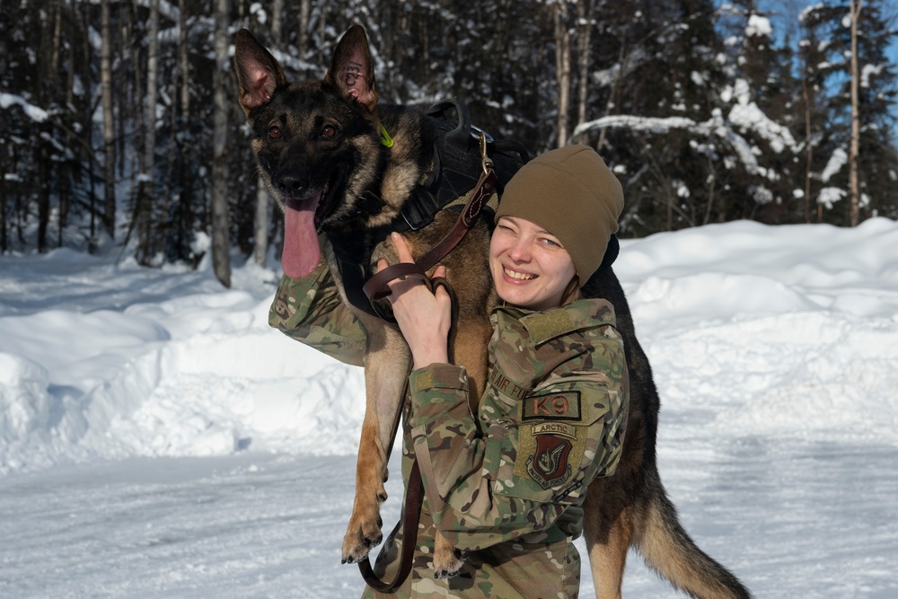 Air Force military working dog teams sharpen skills at JBER, Alaska