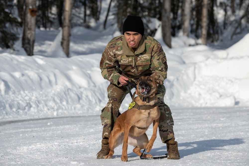 Air Force military working dog teams sharpen skills at JBER, Alaska