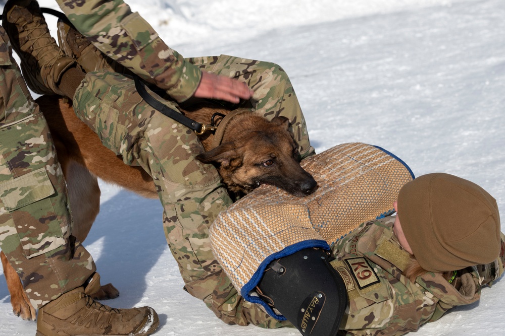 Air Force military working dog teams sharpen skills at JBER, Alaska