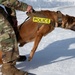 Air Force military working dog teams sharpen skills at JBER, Alaska