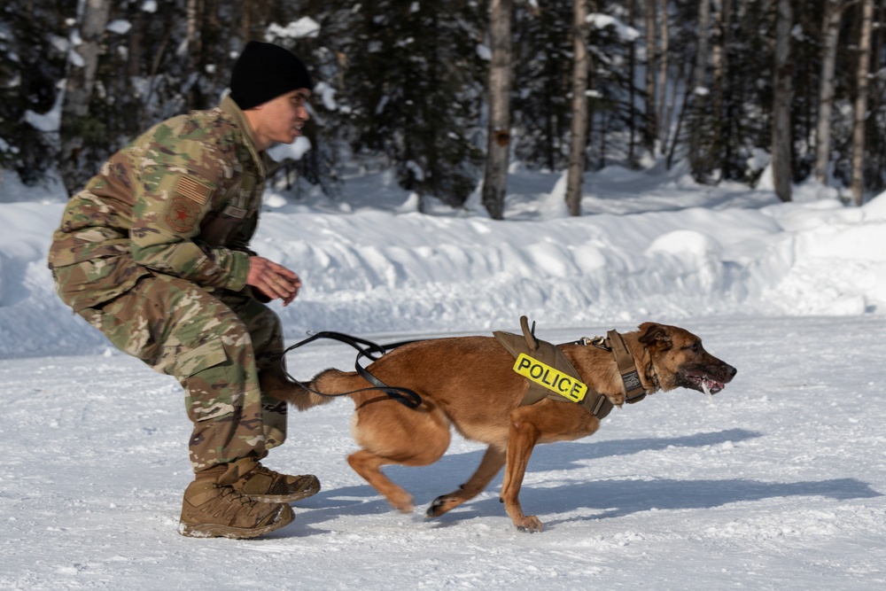 Air Force military working dog teams sharpen skills at JBER, Alaska