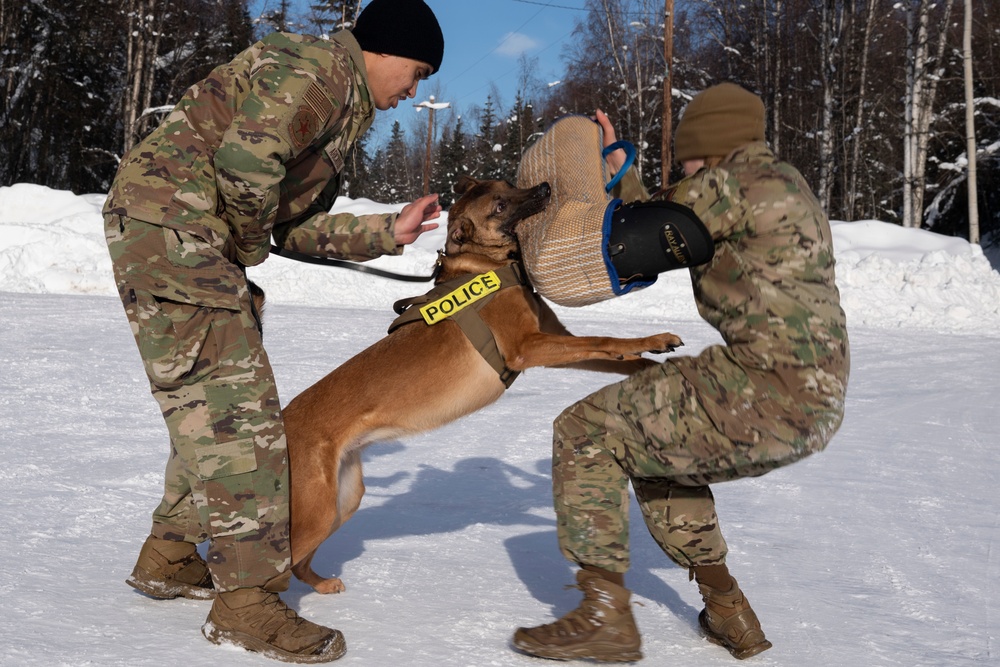 Air Force military working dog teams sharpen skills at JBER, Alaska