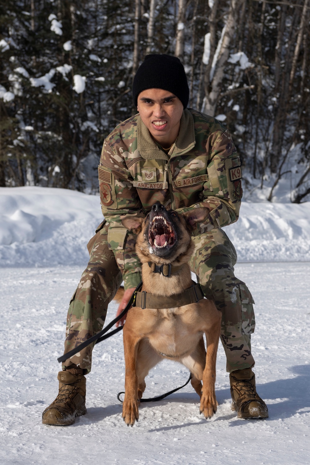 Air Force military working dog teams sharpen skills at JBER, Alaska