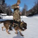 Air Force military working dog teams sharpen skills at JBER, Alaska